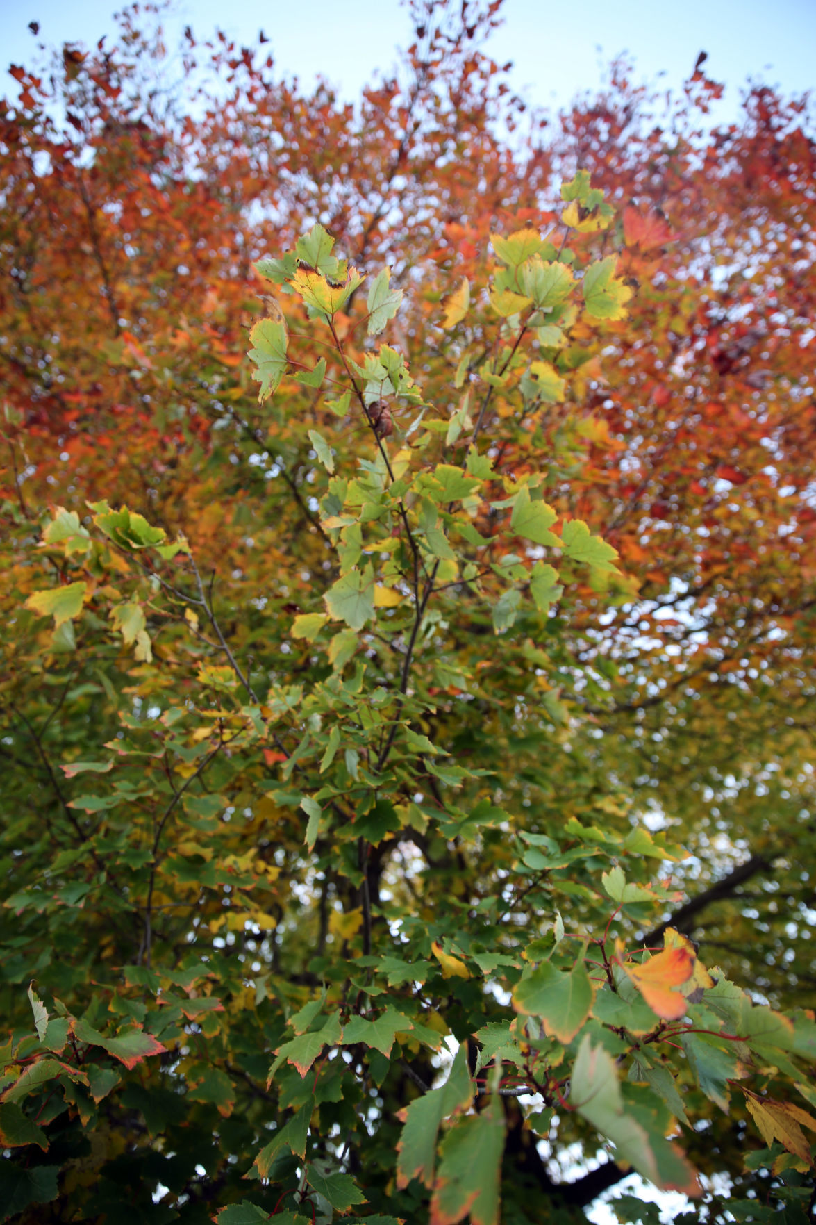 102519_nws_fallfoliage